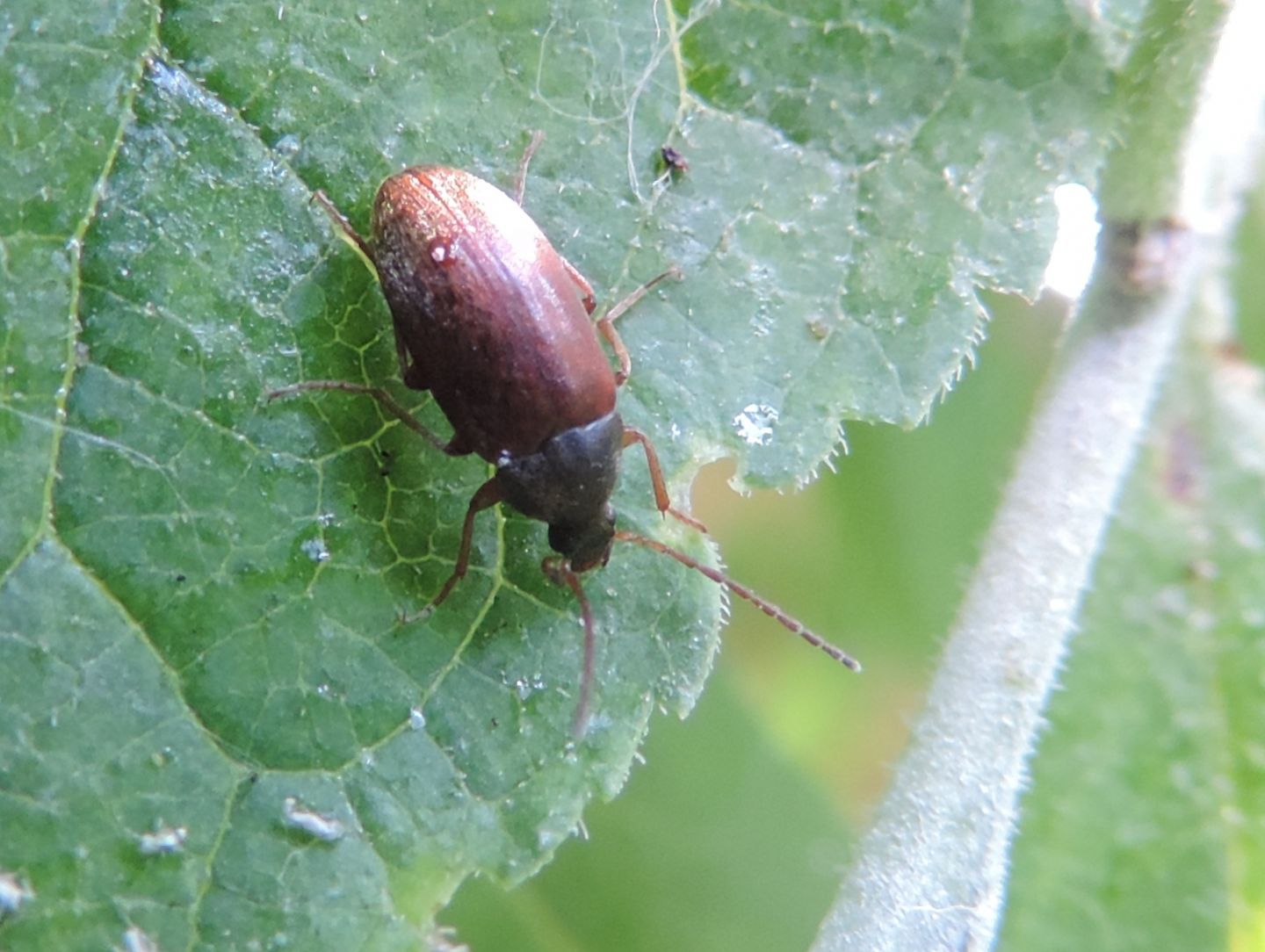 Tenebrionidae: Isomira sp.