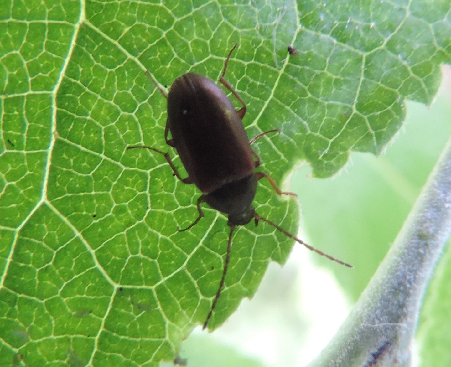 Tenebrionidae: Isomira sp.