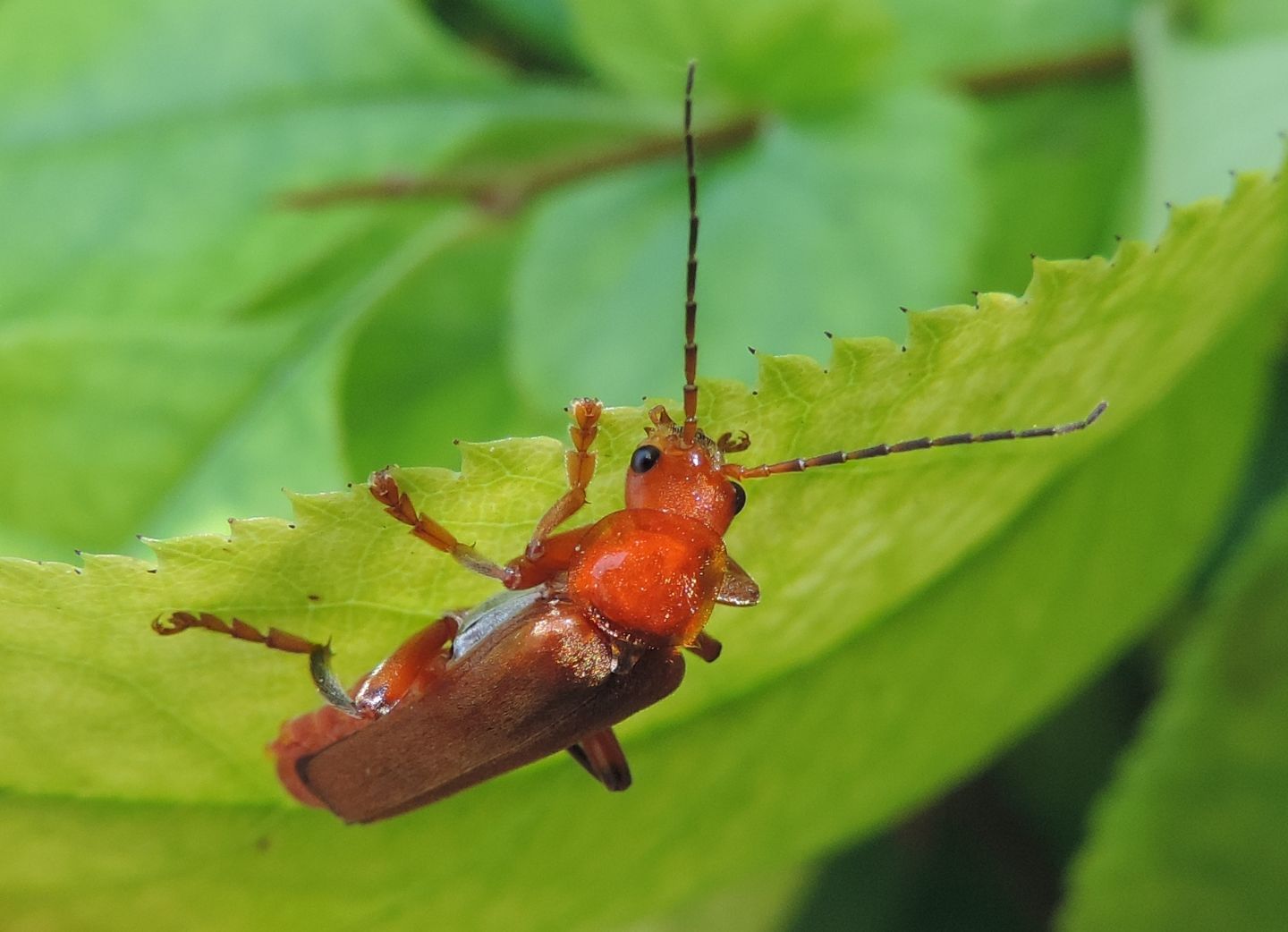 Cantharis livida?  S, femmina