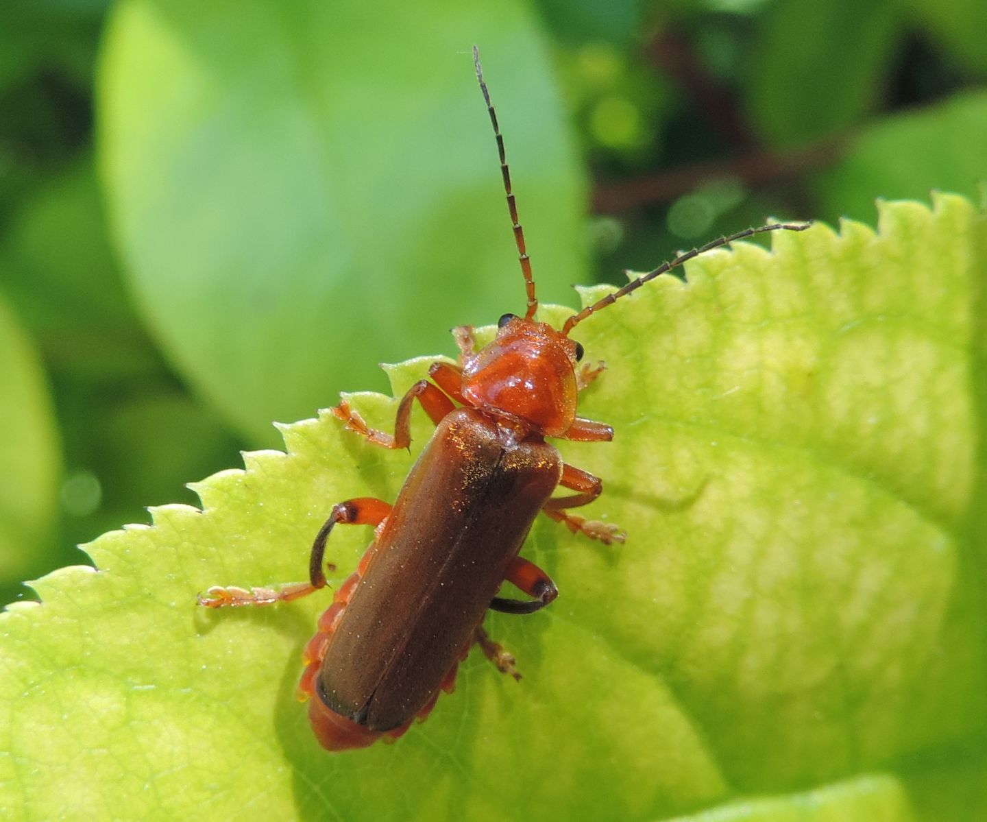 Cantharis livida?  S, femmina