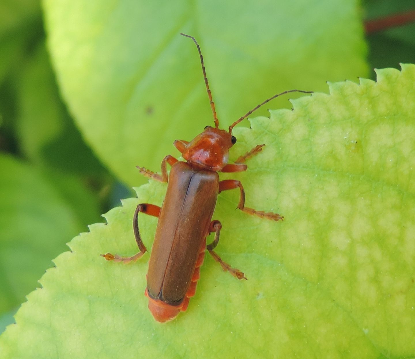 Cantharis livida?  S, femmina