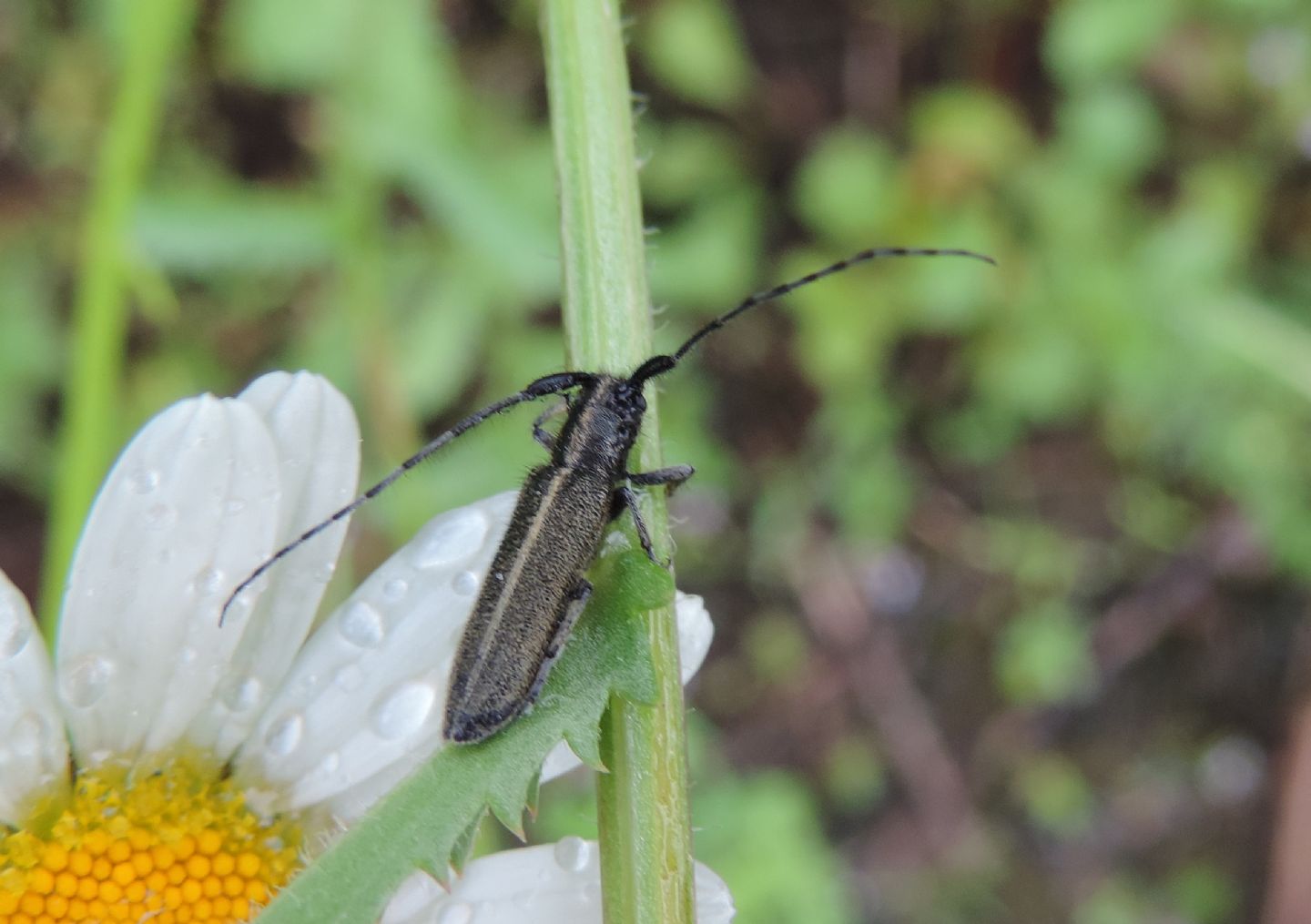 Cerambycidae: Agapanthia cardui