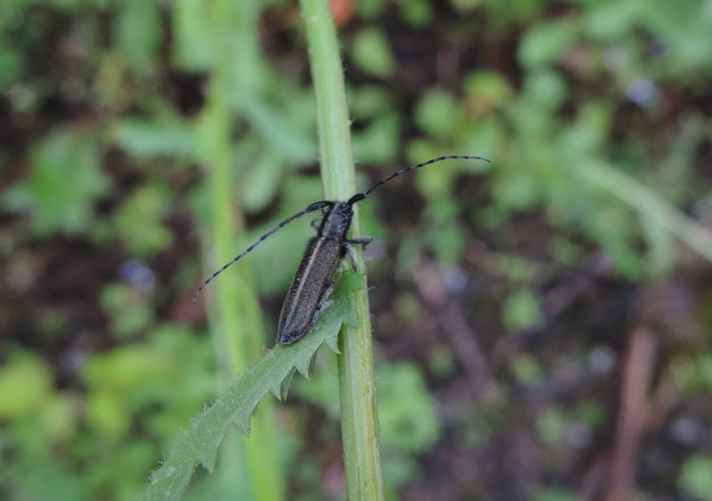 Cerambycidae: Agapanthia cardui