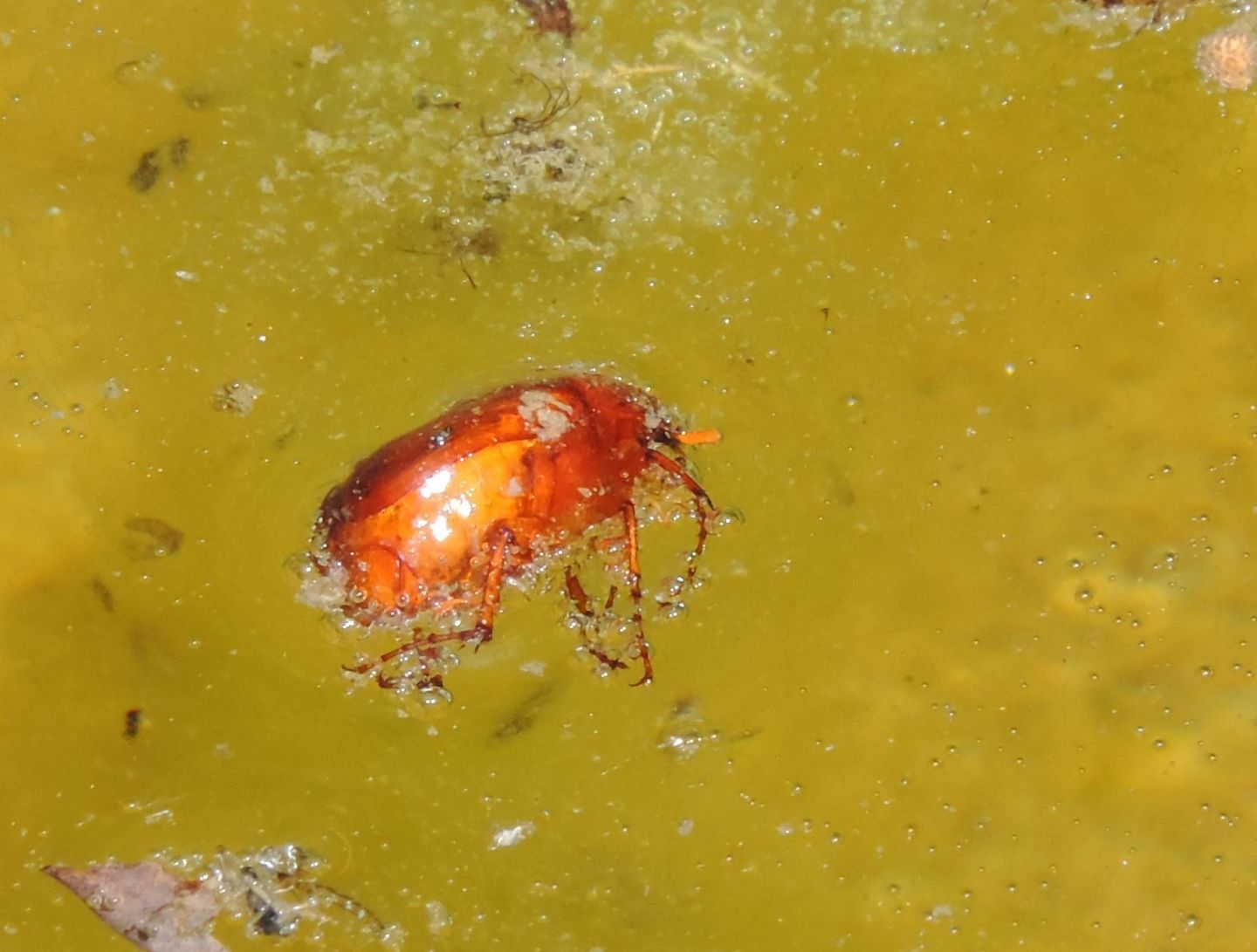 Piccolo Melolonthidae: forse Holochelus fraxinicola