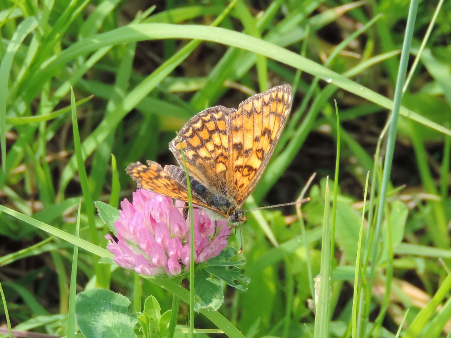 Melitaea athalia?  No, Melitaea phoebe