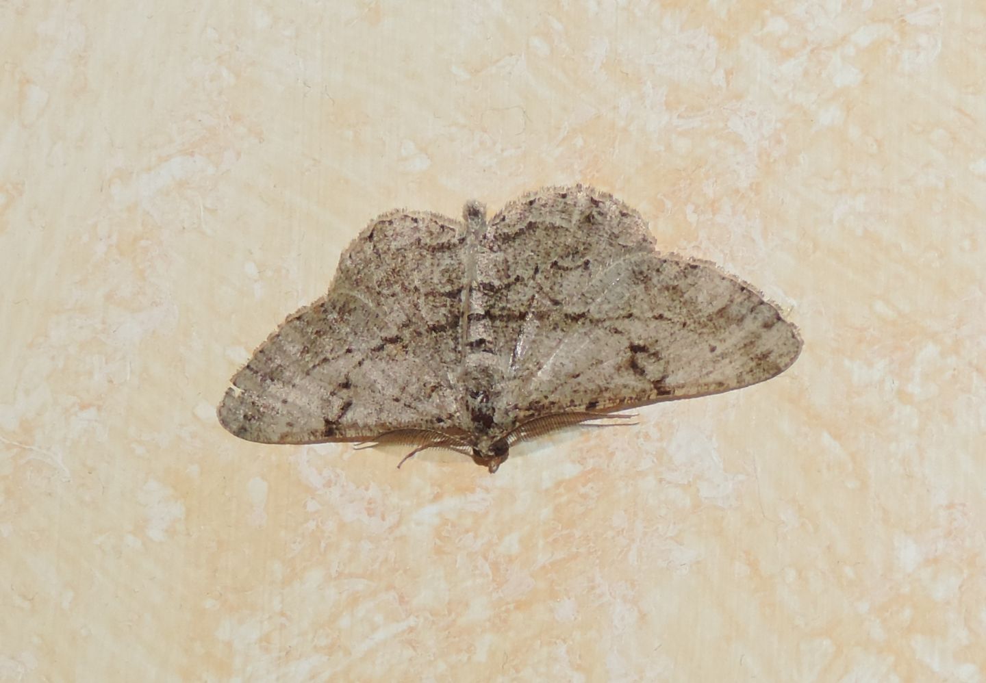 Geometridae da identificare - Peribatodes rhomboidaria