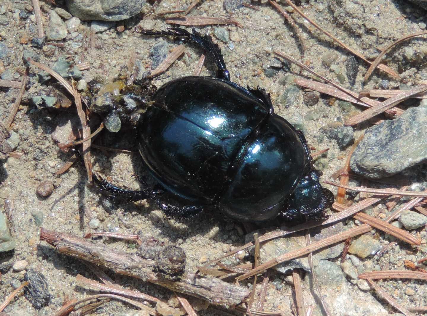 Geotrupidae: Trypocopris pyrenaeus splendens e Anoplotrupes stercorosus