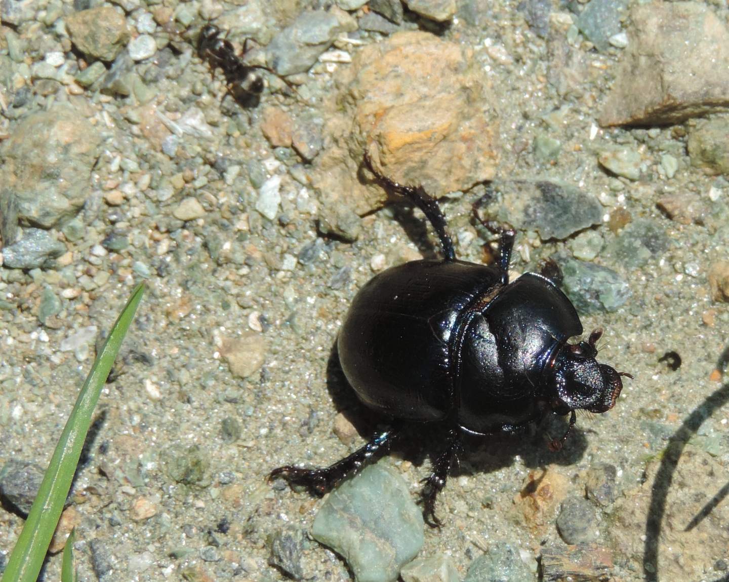 Geotrupidae: Trypocopris pyrenaeus splendens e Anoplotrupes stercorosus