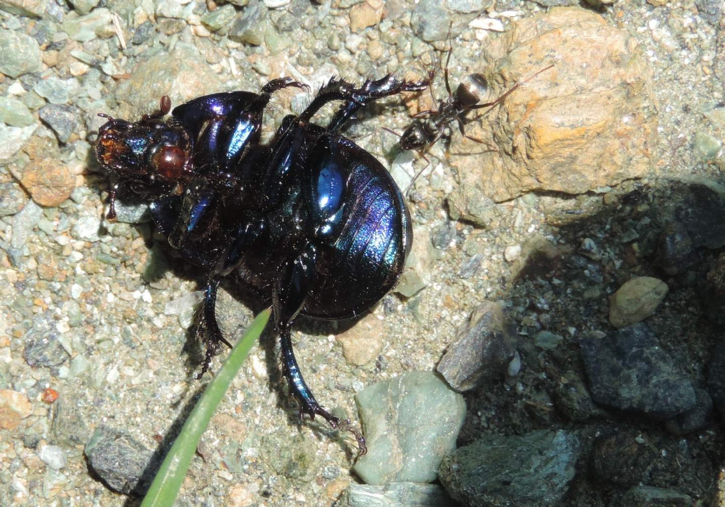 Geotrupidae: Trypocopris pyrenaeus splendens e Anoplotrupes stercorosus