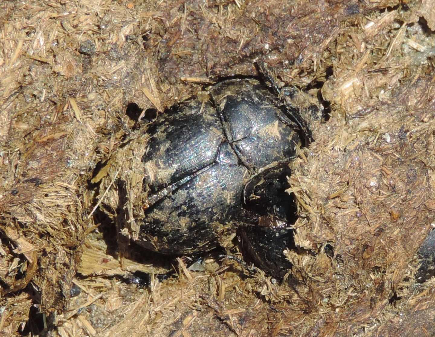 Geotrupidae: Trypocopris pyrenaeus splendens e Anoplotrupes stercorosus