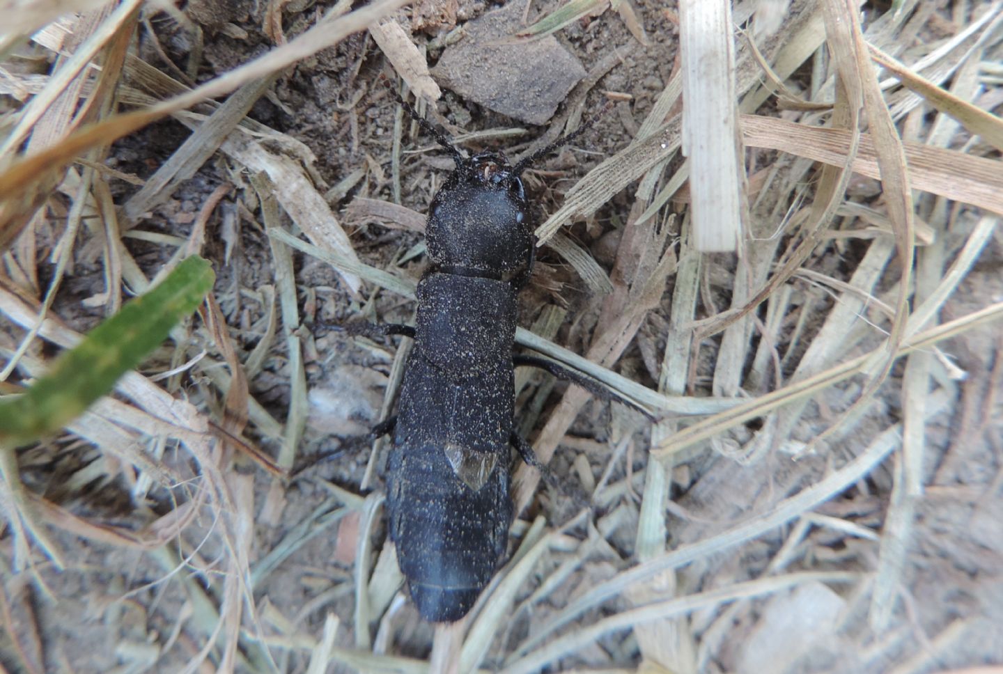 Staphylinidae: Ocypus olens?  Sì !