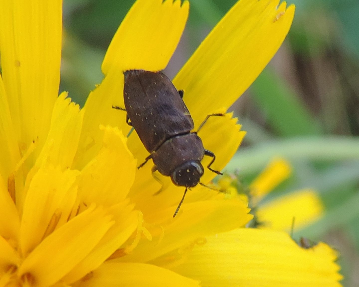 Buprestidae: Anthaxia helvetica?...o Anthaxia quadripunctata?