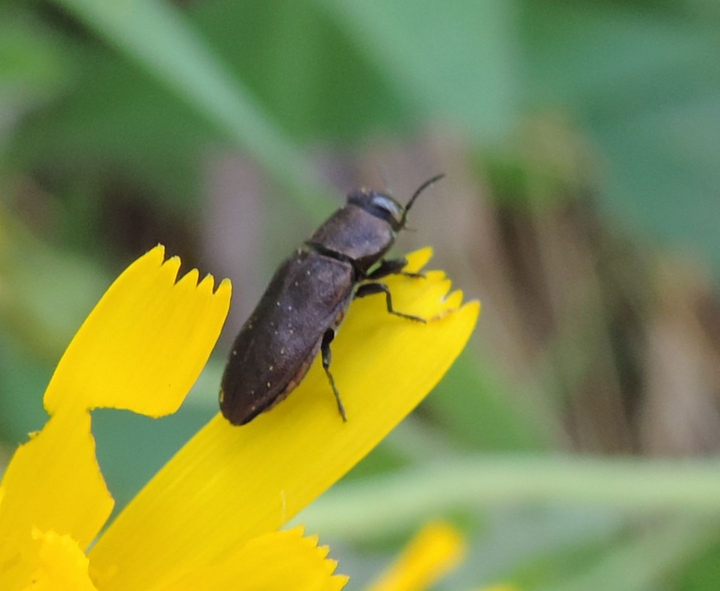 Buprestidae: Anthaxia helvetica?...o Anthaxia quadripunctata?