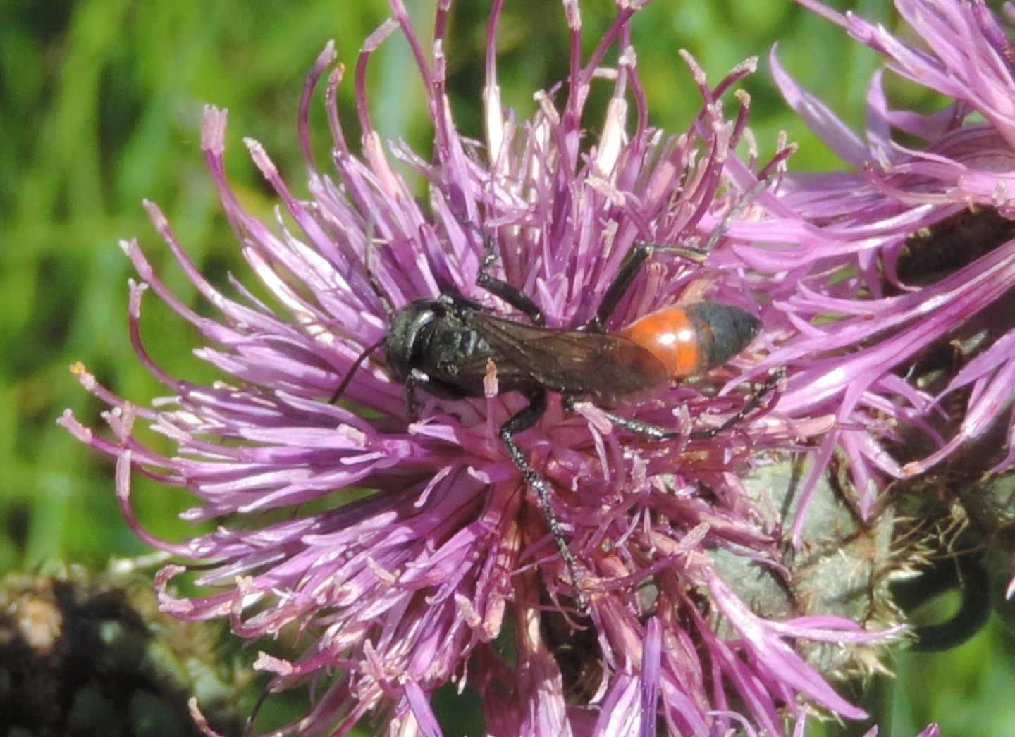 Sphecidae? S !