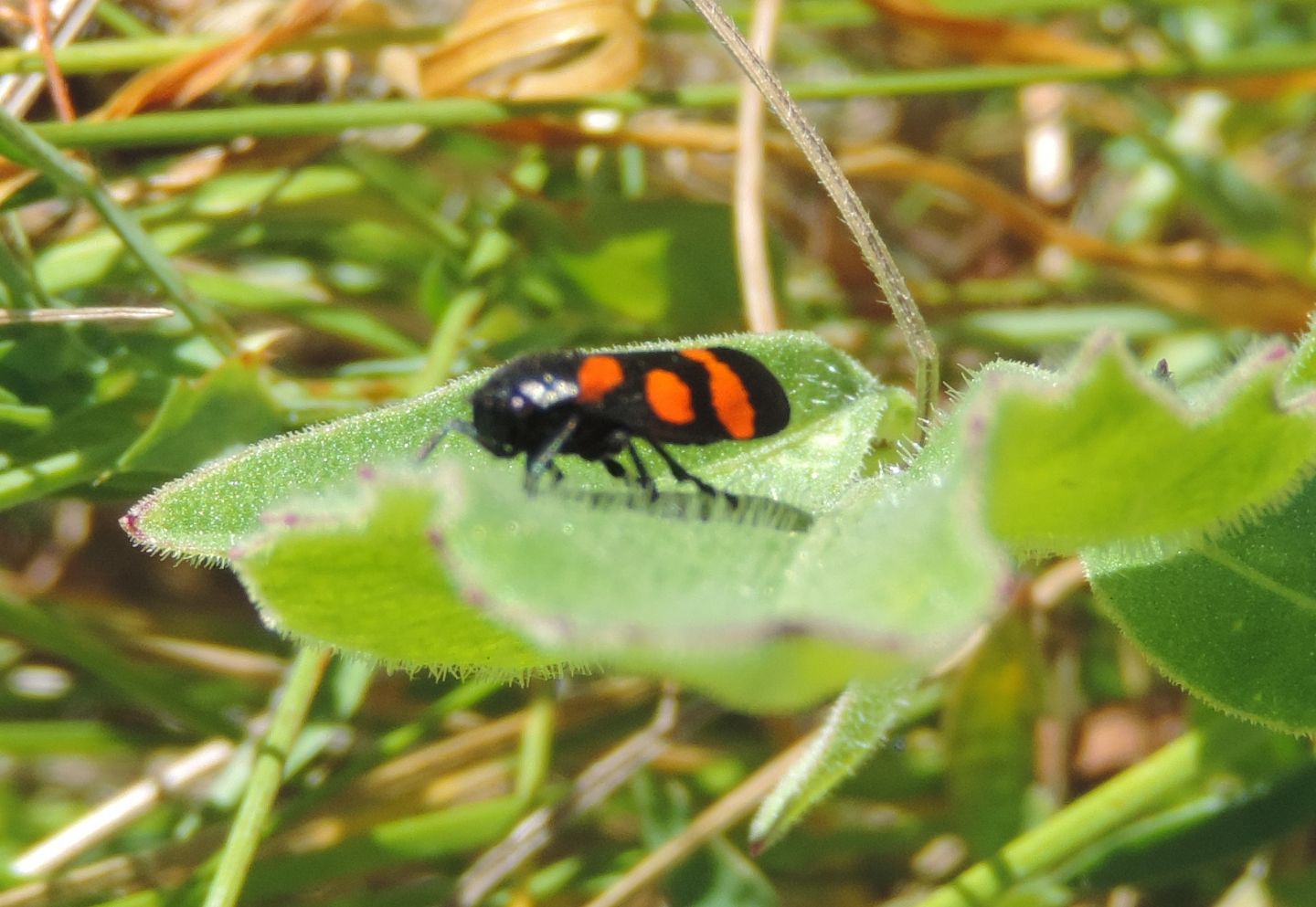 Cercopis arcuata (Cicadomorpha - Cercopidae)