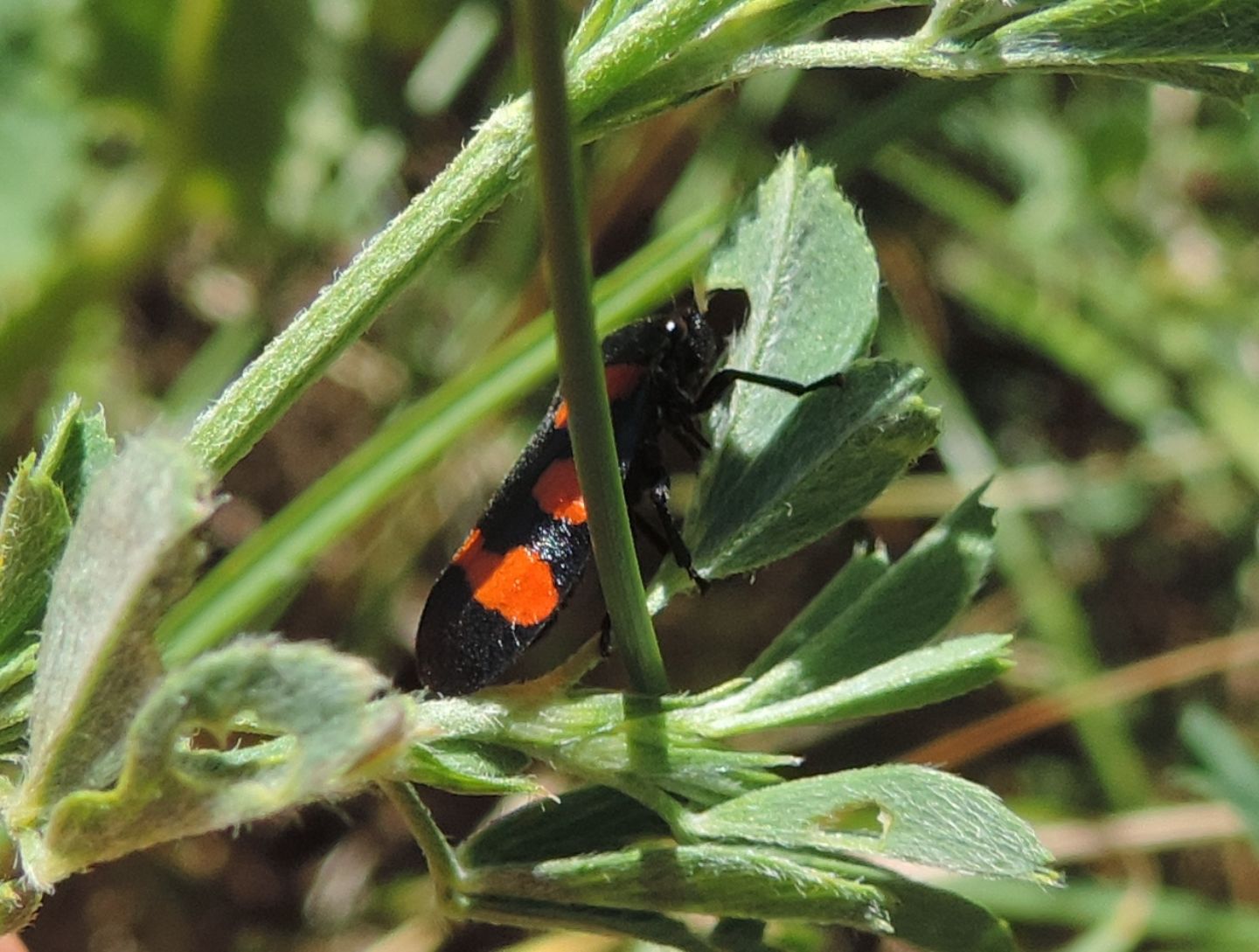 Cercopis arcuata (Cicadomorpha - Cercopidae)