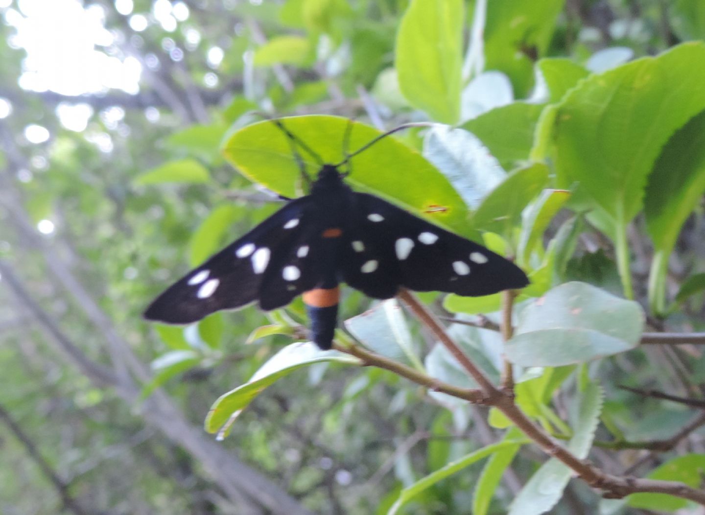 Amata phegea? S