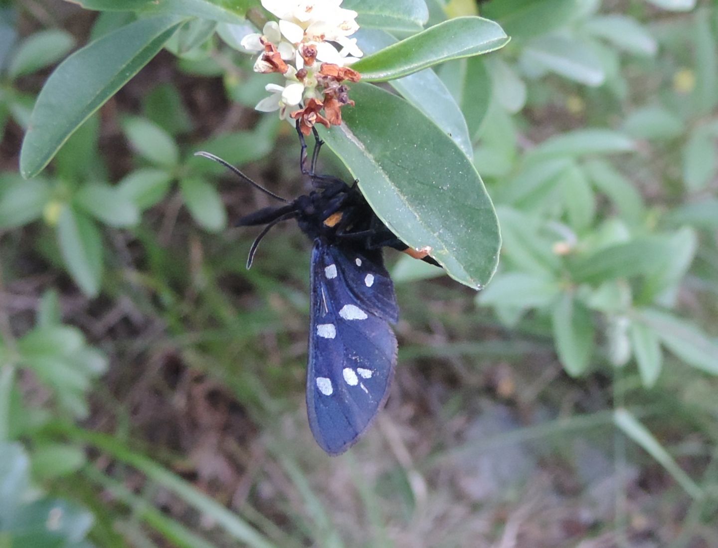 Amata phegea? S