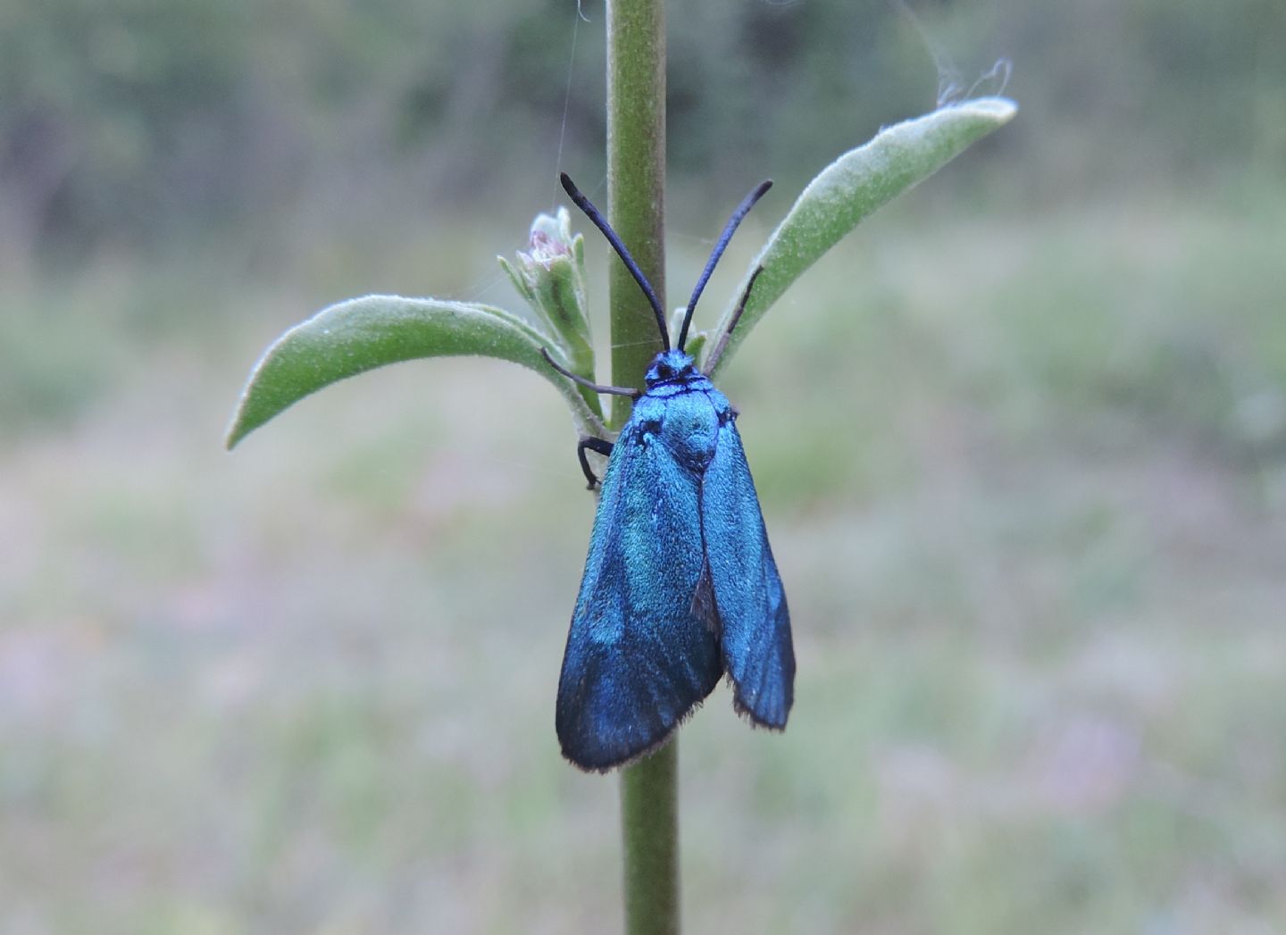 Procridinae? S, Adscita/Jordanita sp. - Zygaenidae