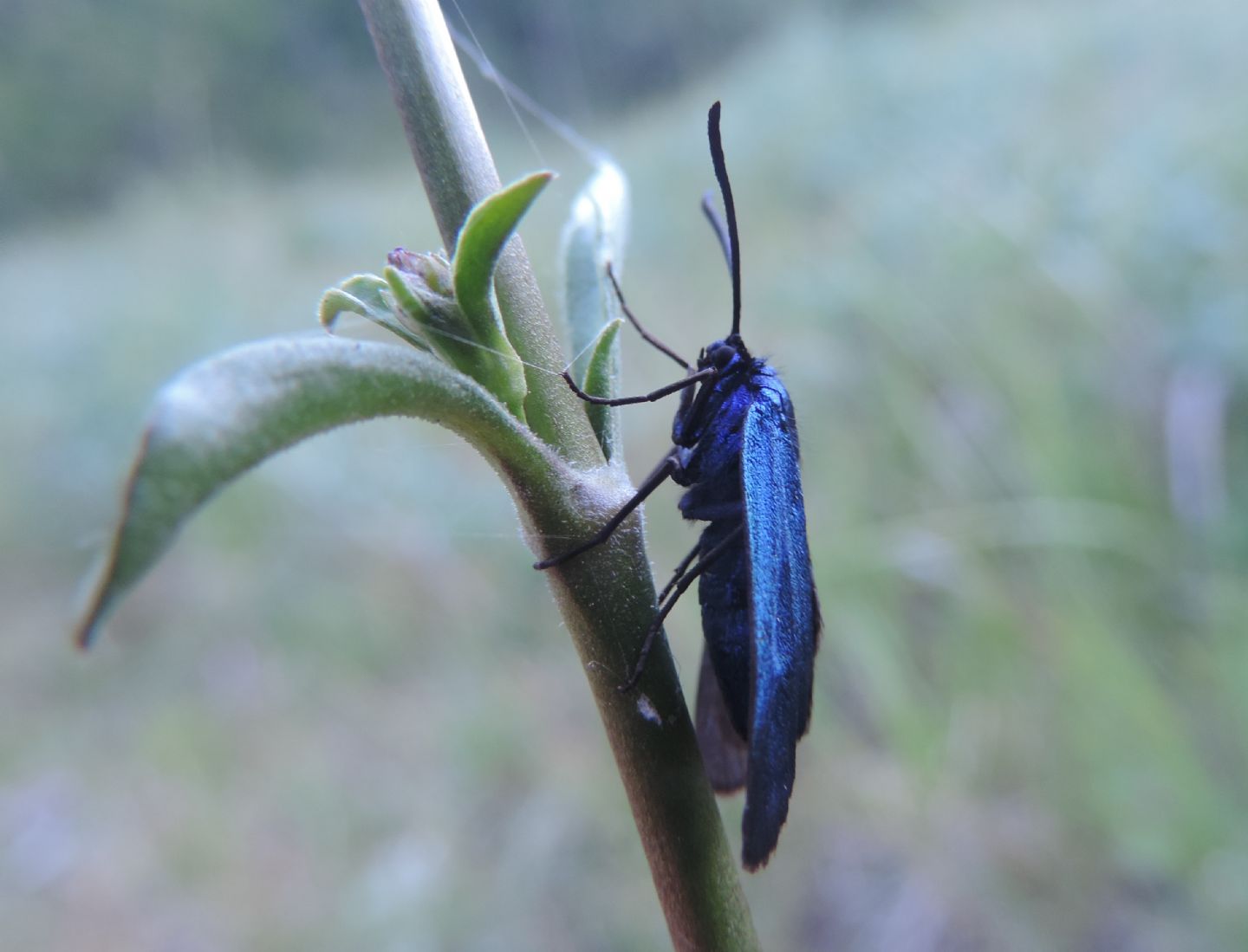 Procridinae? S, Adscita/Jordanita sp. - Zygaenidae