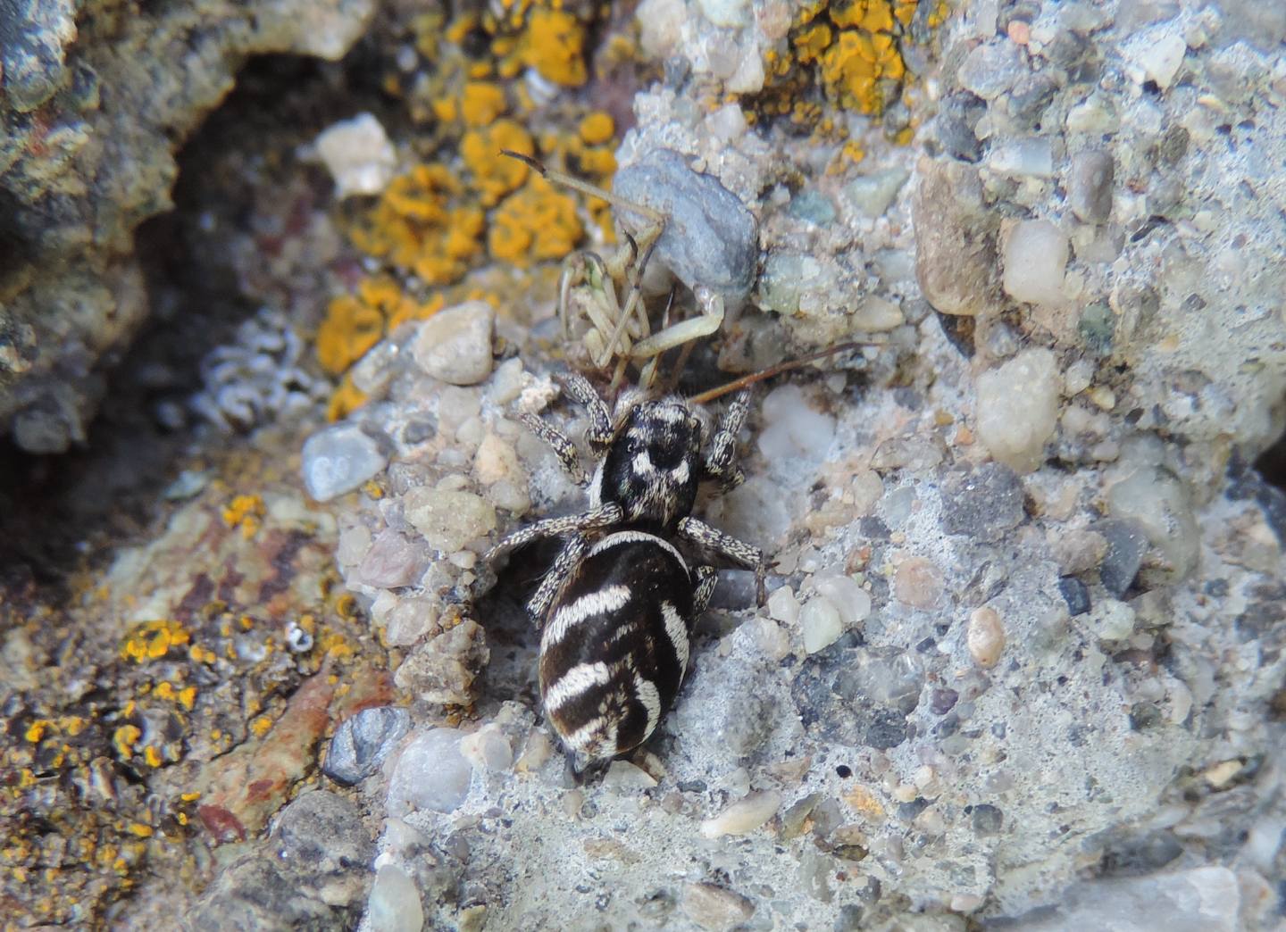 Salticus scenicus - Lago Fontanafredda (TO)