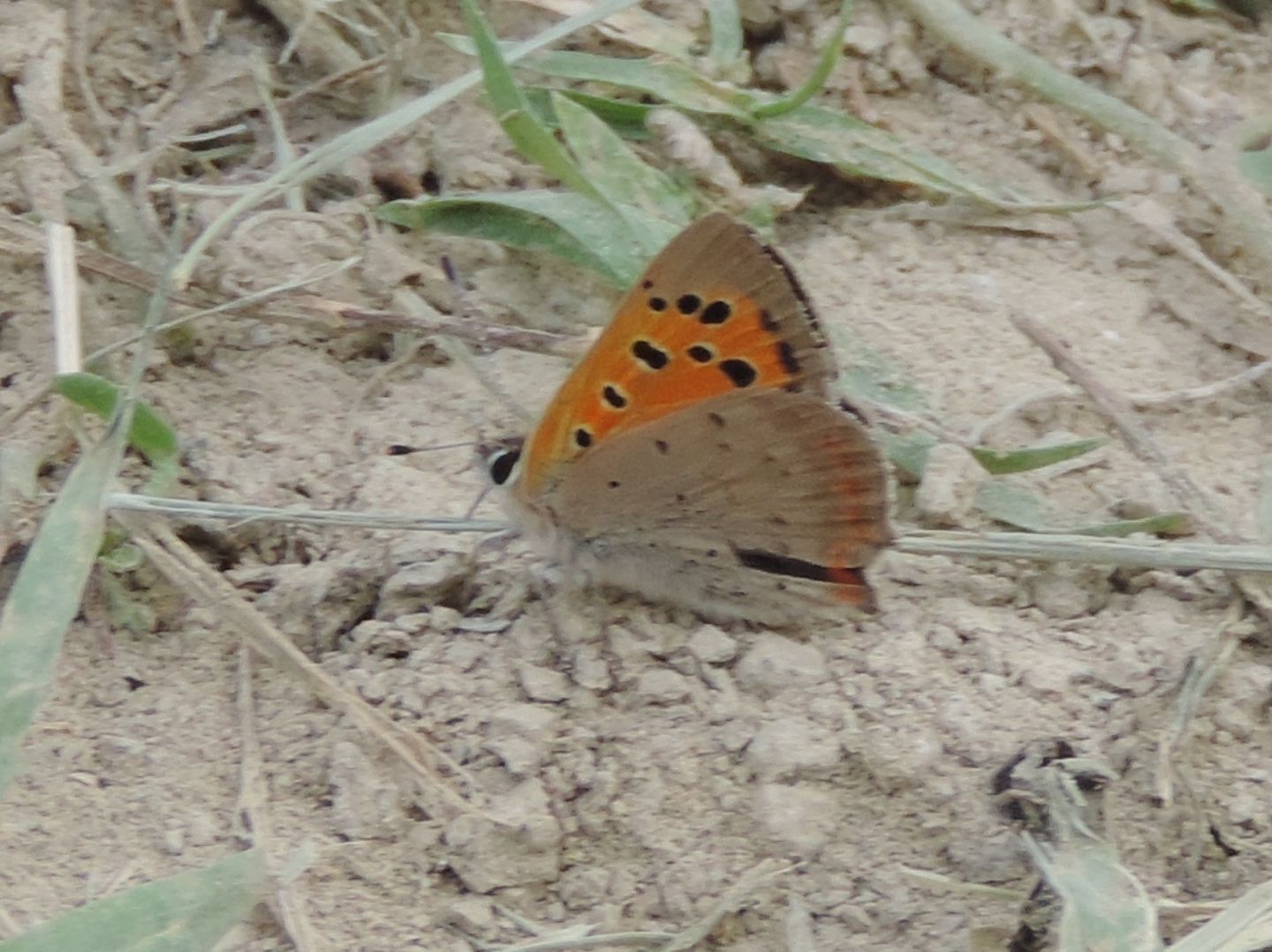 Lycaena phlaeas?  S !