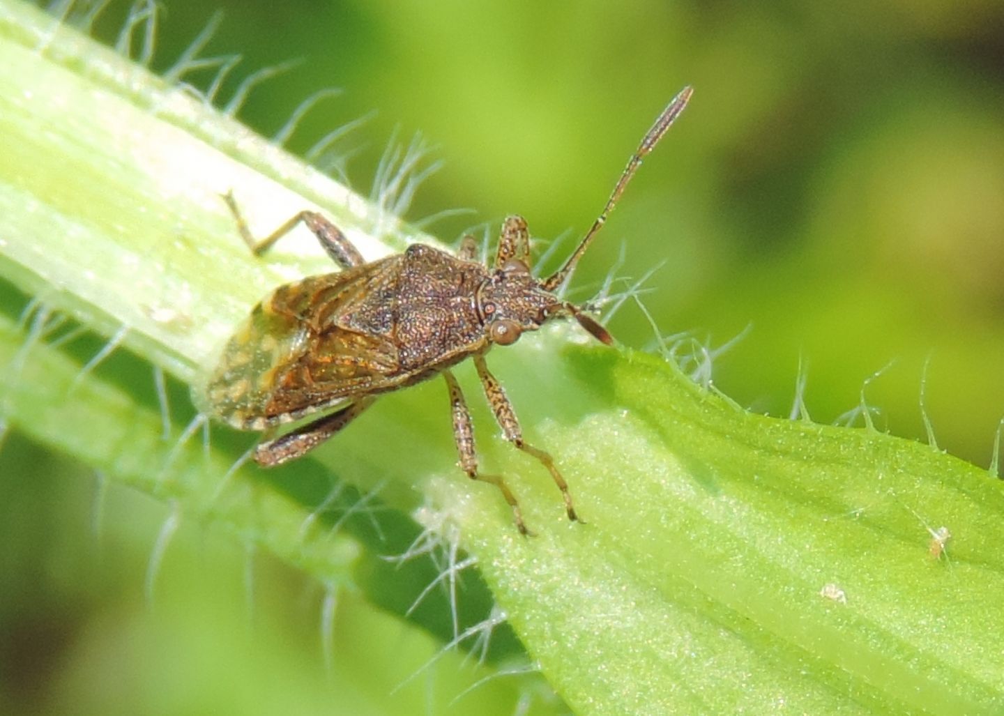 Rhopalidae: Stictopleurus punctatonervosus