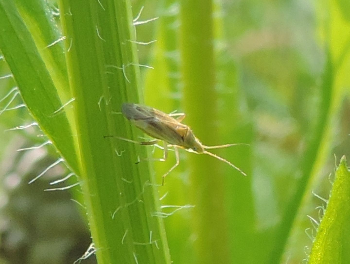 Miridae: Amblytylus sp.