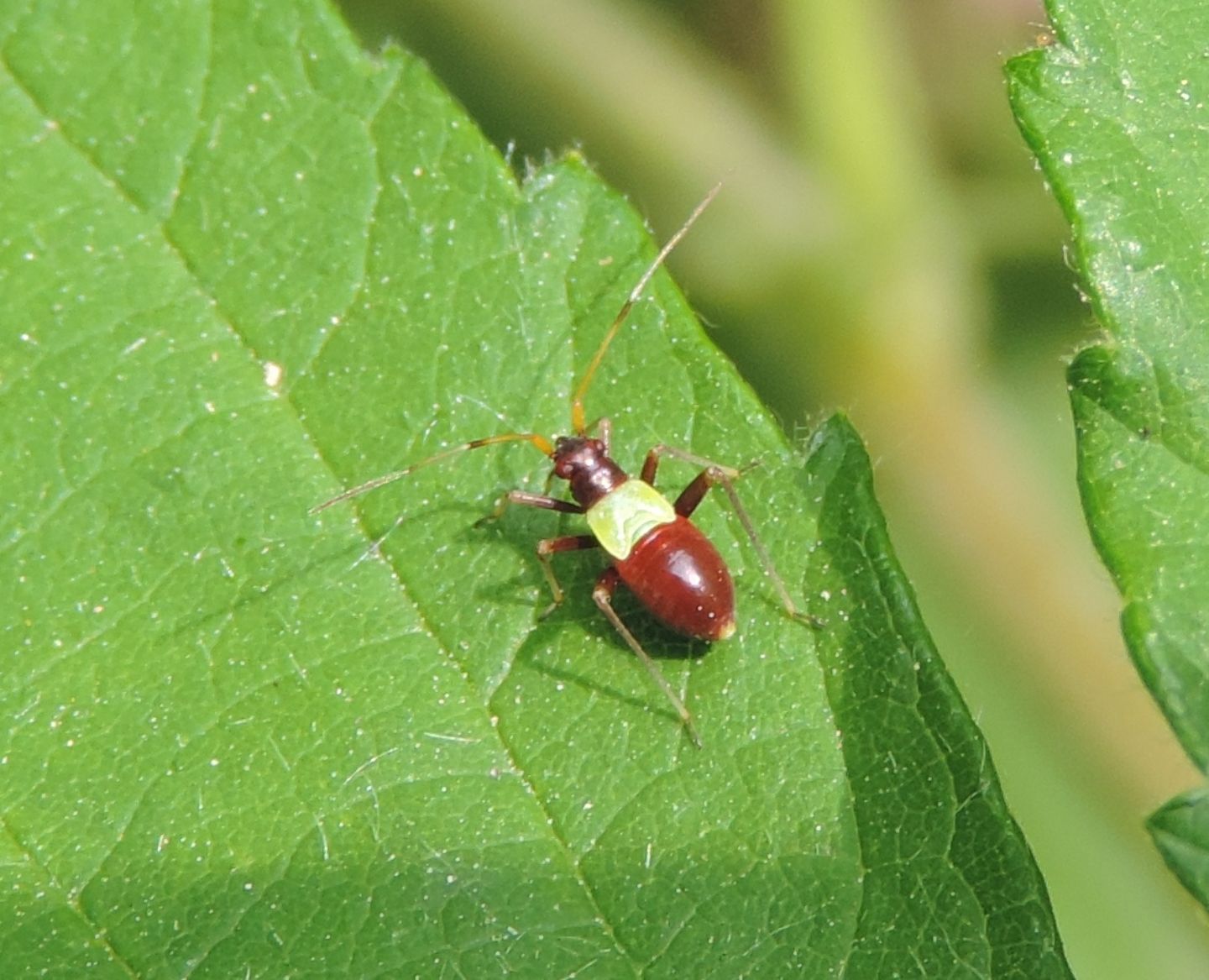 Quale Closterotomus?