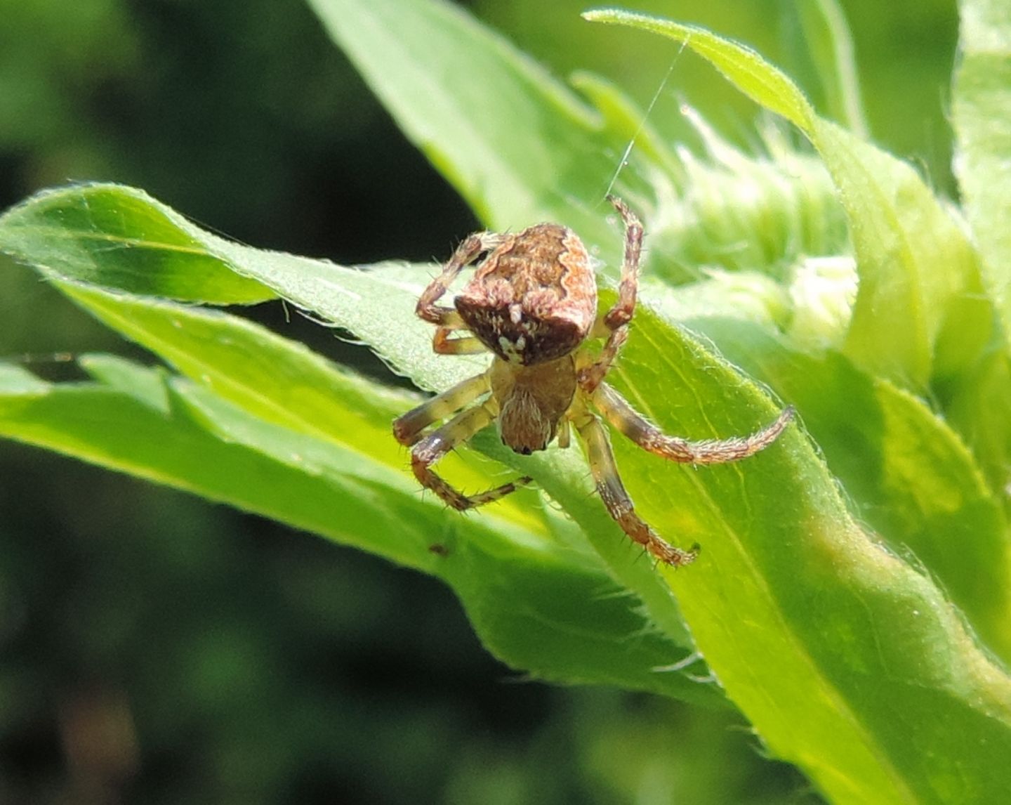 Araneus angulatus?  S!  - San Gillio (TO)