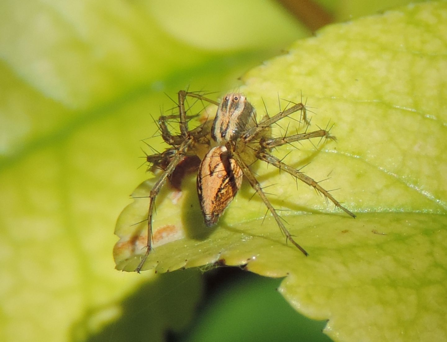 Oxyopes lineatus - Magliano Alfieri (CN)