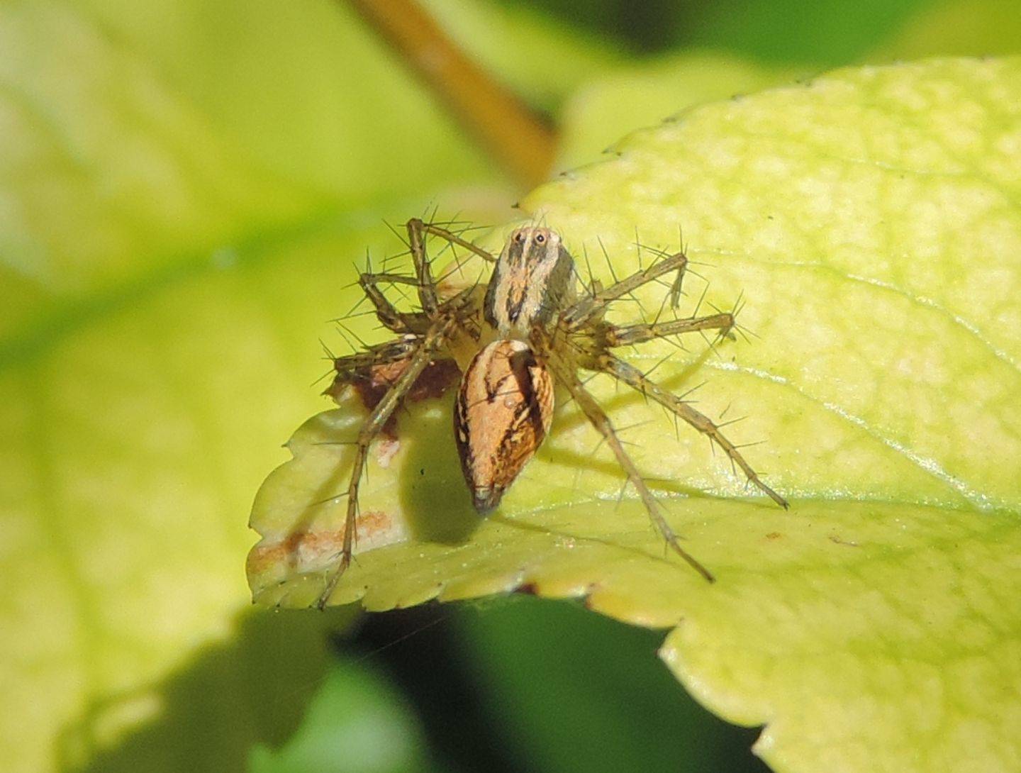 Oxyopes lineatus - Magliano Alfieri (CN)