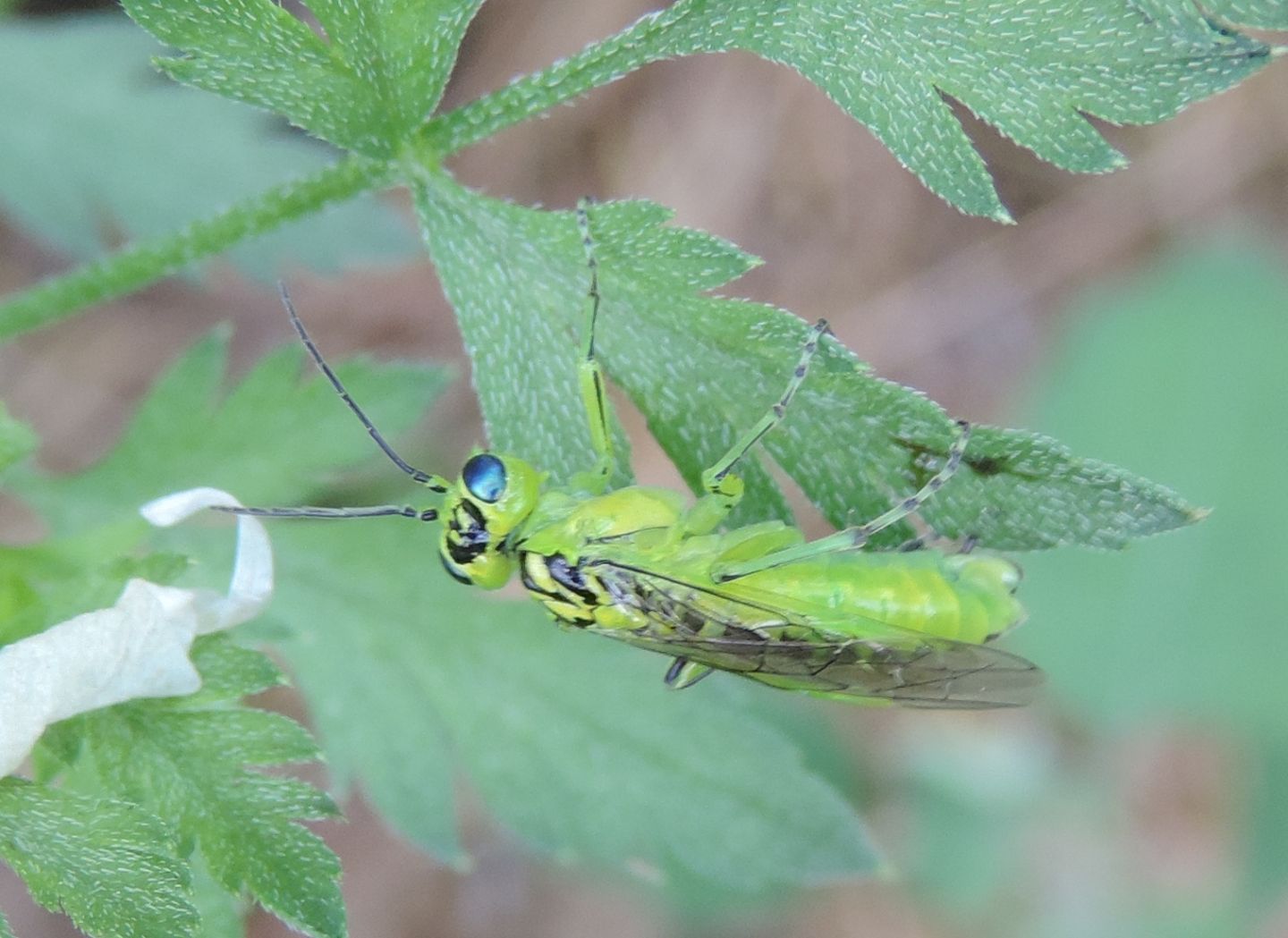 Tenthredinidae: Rhogogaster viridis