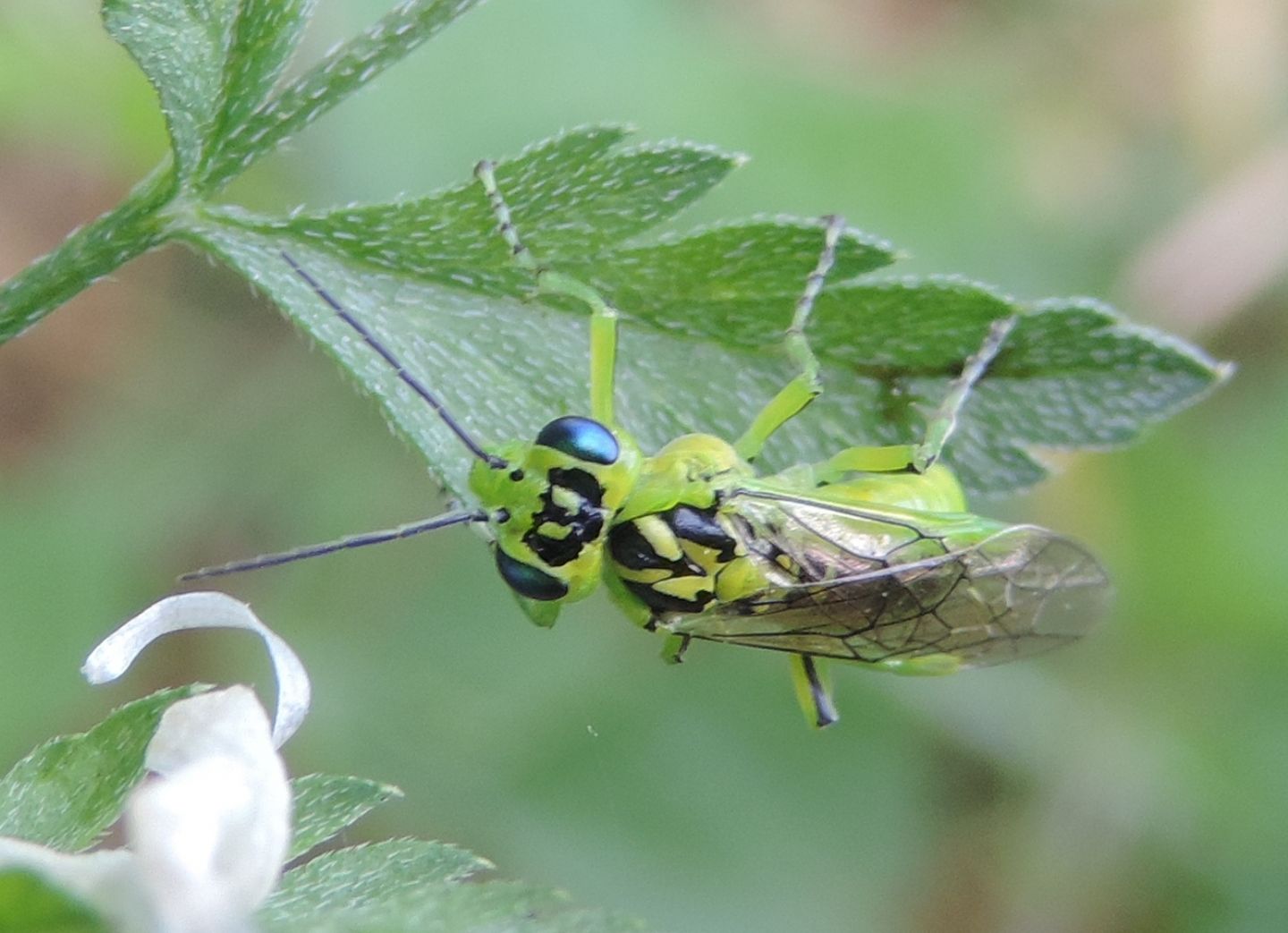 Tenthredinidae: Rhogogaster viridis