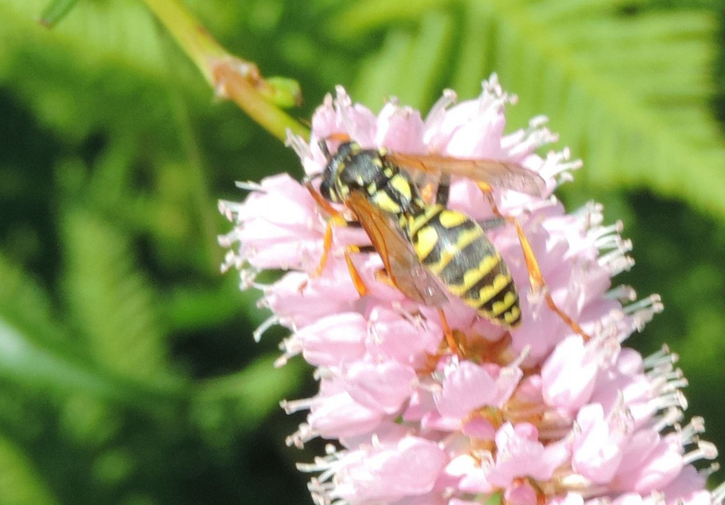 Polistes?