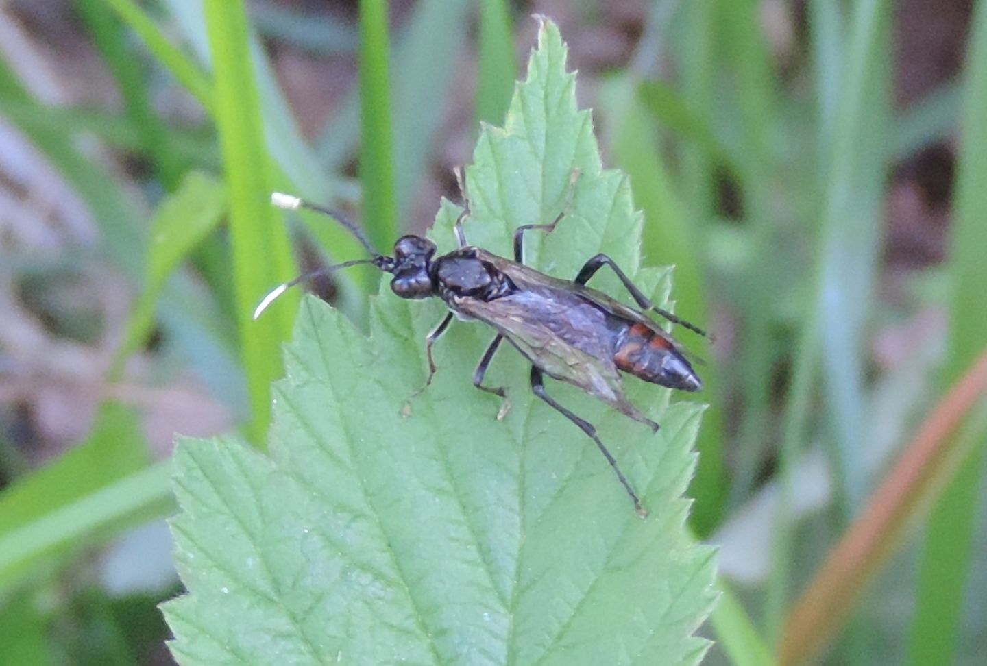 Strano Imenottero: Tenthredo sp. (Tenthredinidae)