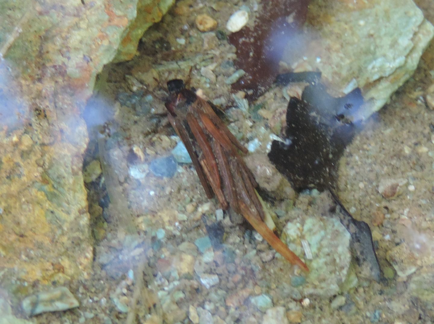 Quali tricotteri? Limnephilidae