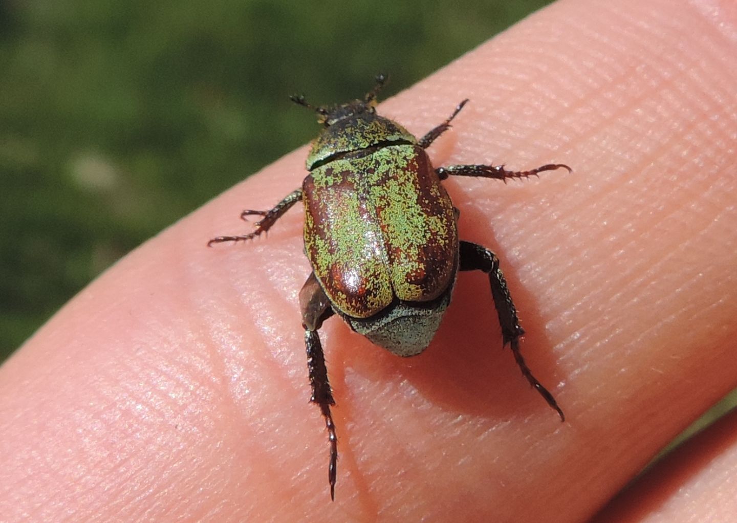 Rutelidae: Hoplia argentea?    S !