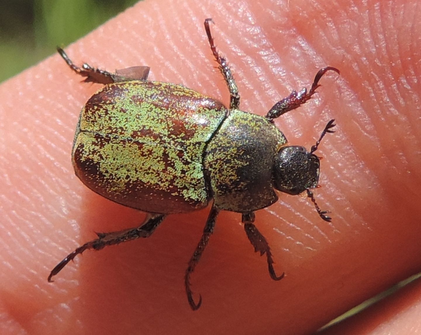 Rutelidae: Hoplia argentea?    S !