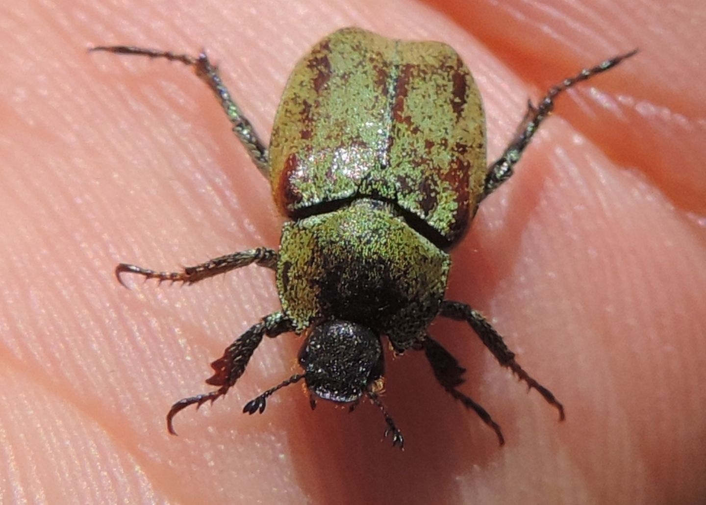 Rutelidae: Hoplia argentea?    S !