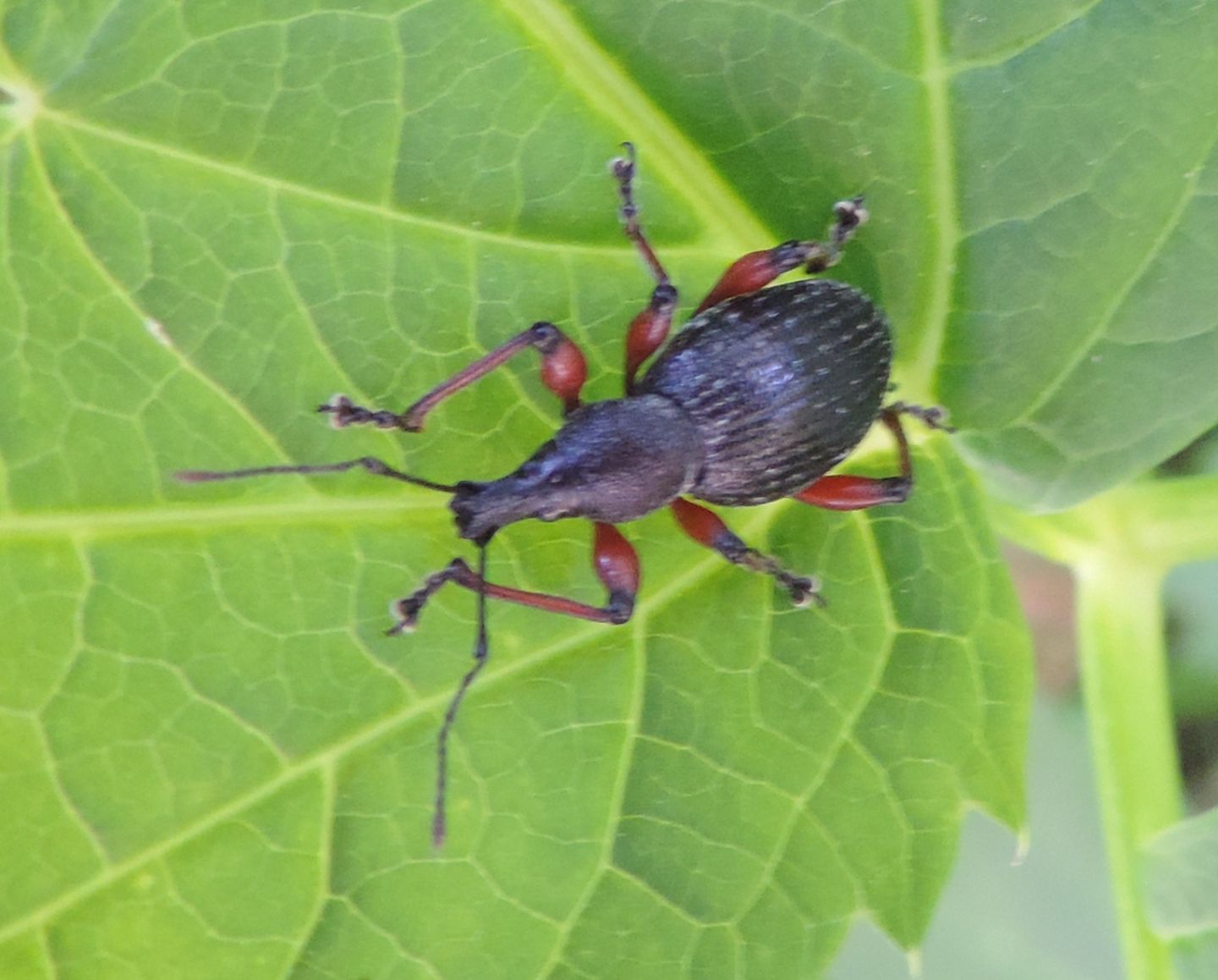 Curculionidae: ora  Otiorhynchus sellae