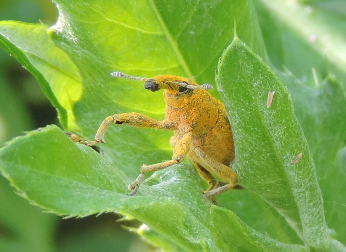 Curculionidae: ... forse Lixus?  S, Lixus  pulverulentus