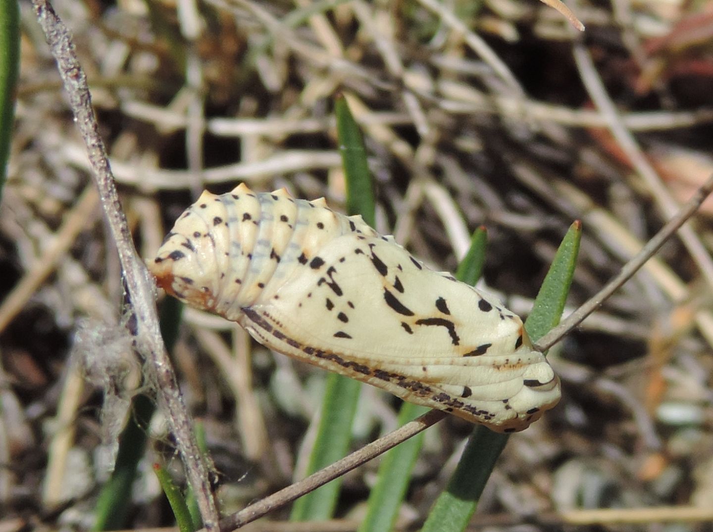 pupa di Melitaea?