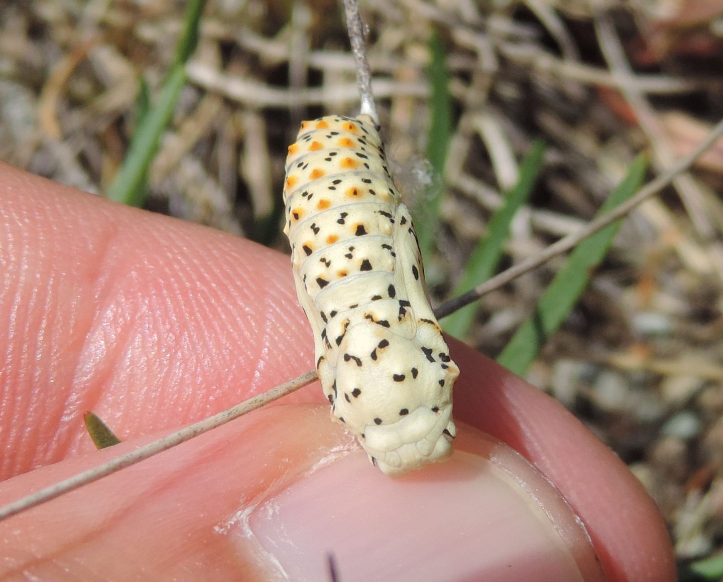 pupa di Melitaea?