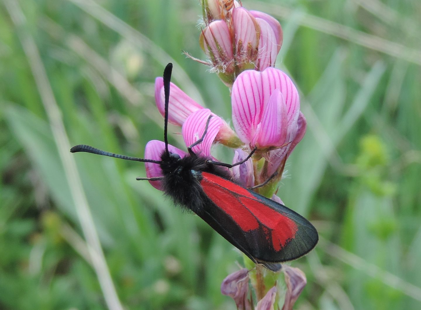 Zygaena purpuralis?  S !