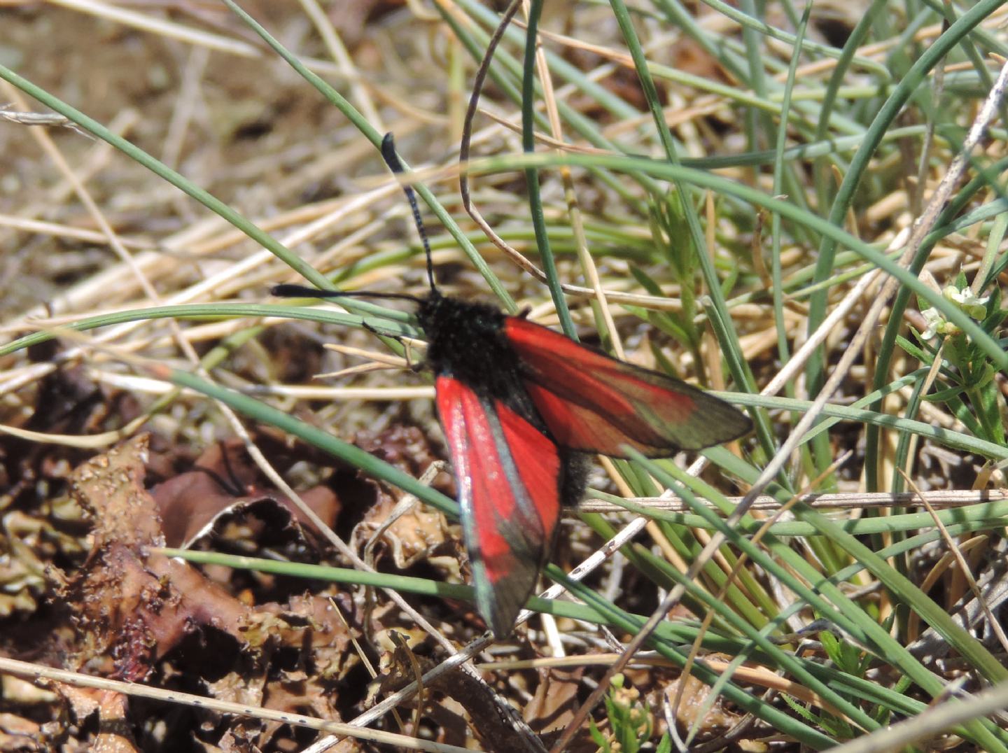 Zygaena purpuralis?  S !