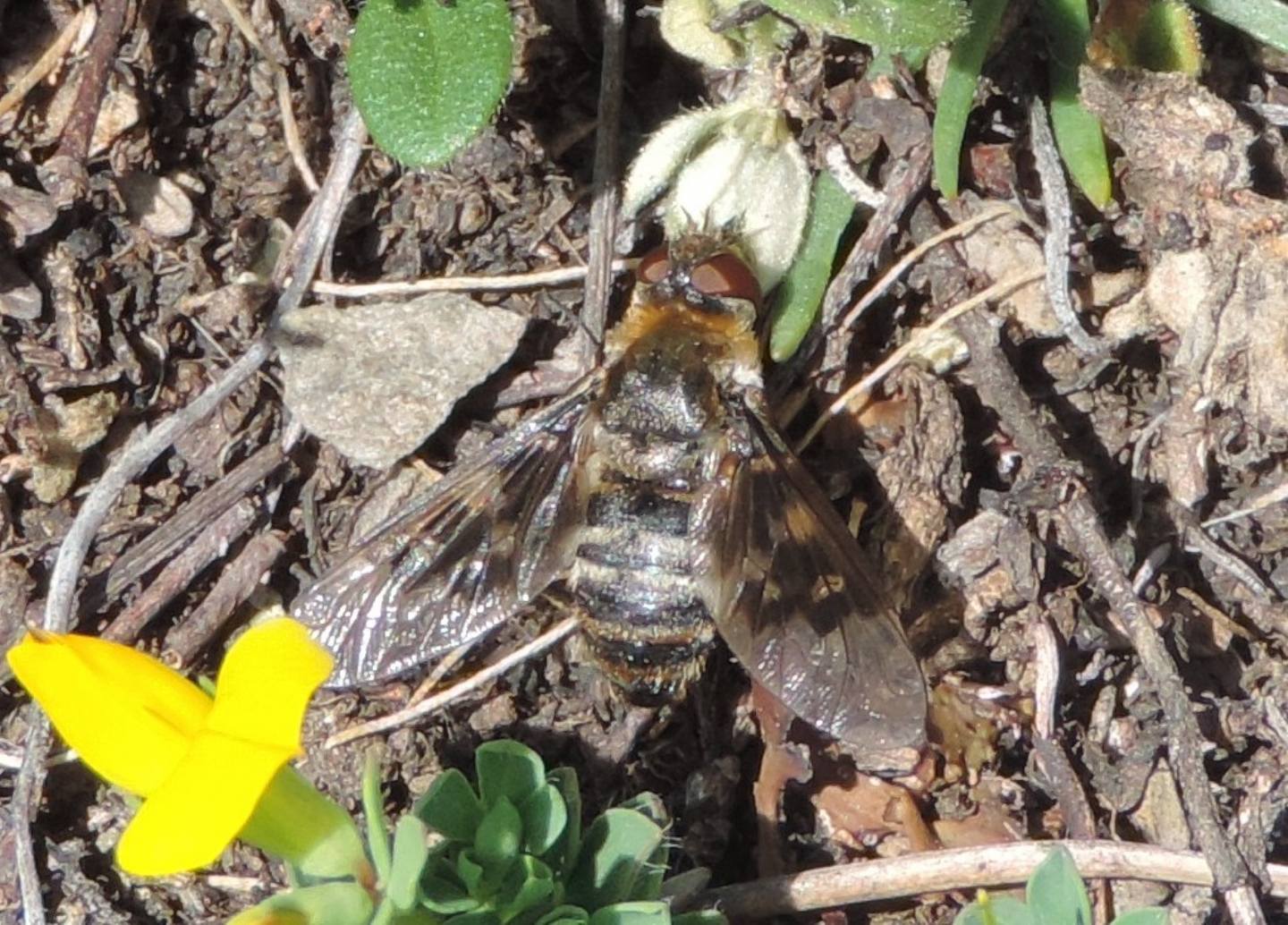 Bombyliidae d''alta quota 1