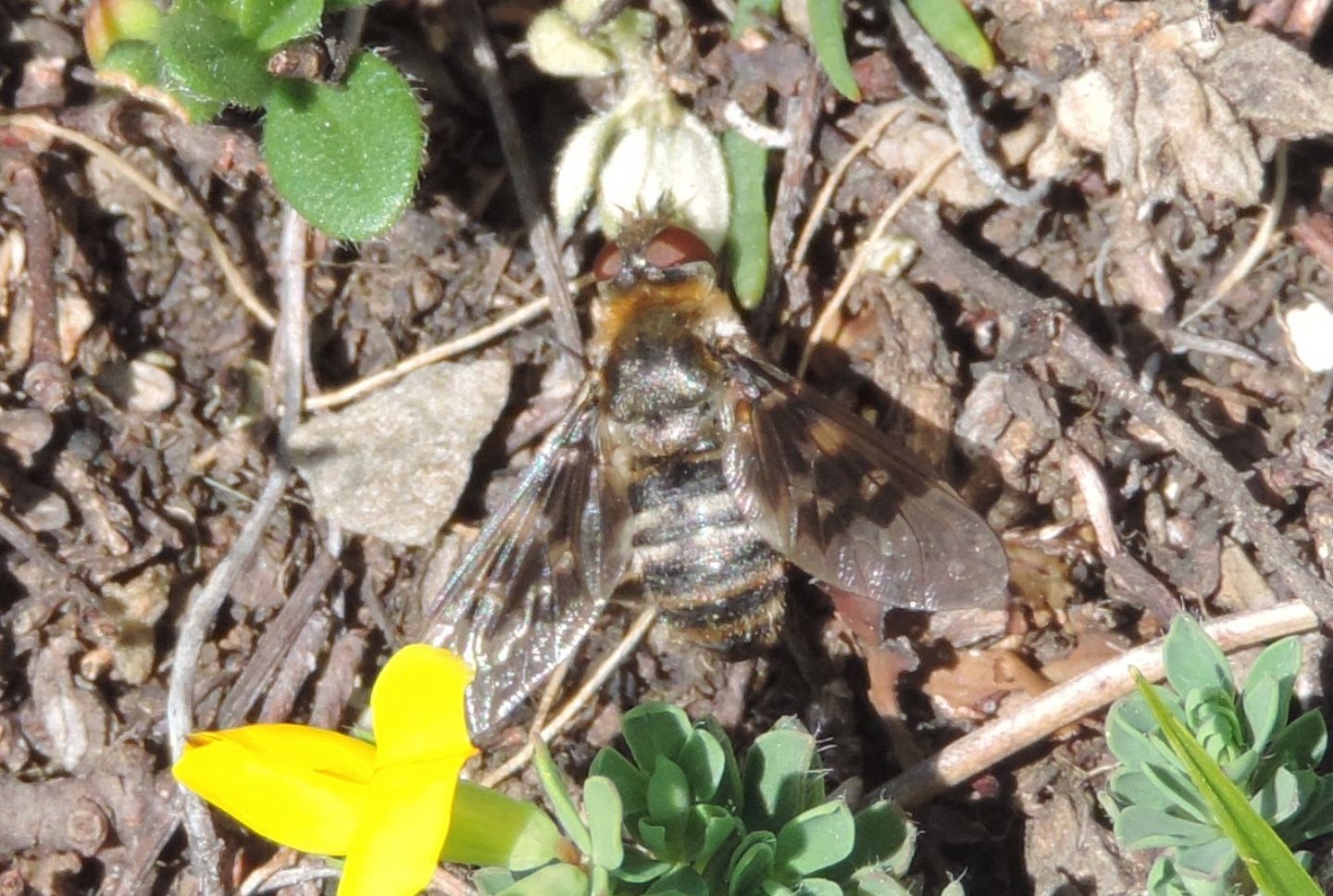 Bombyliidae d''alta quota 1