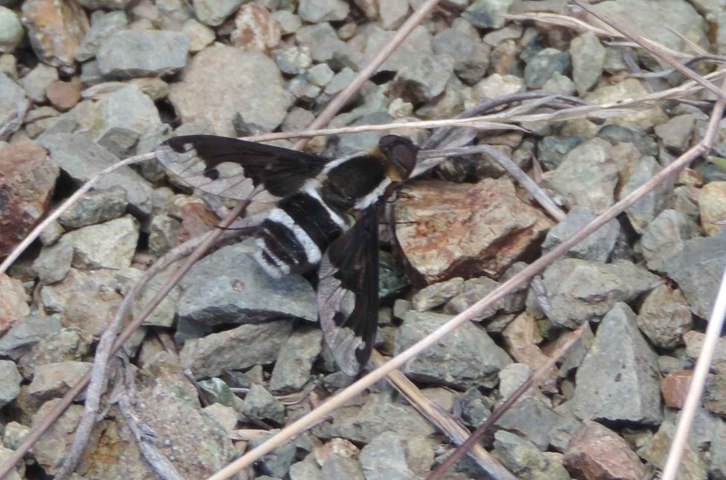 Bombyliidae d''alta quota:  Hemipenthes cfr.  maurus