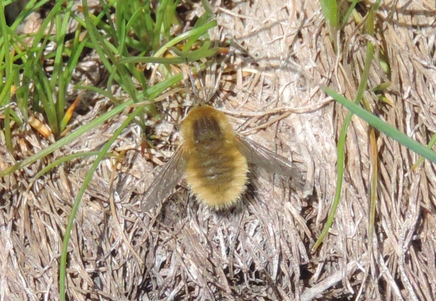 Bombyliidae d''alta quota:  Systoechus sp.